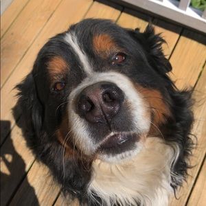 Meet your Posher, Dylan